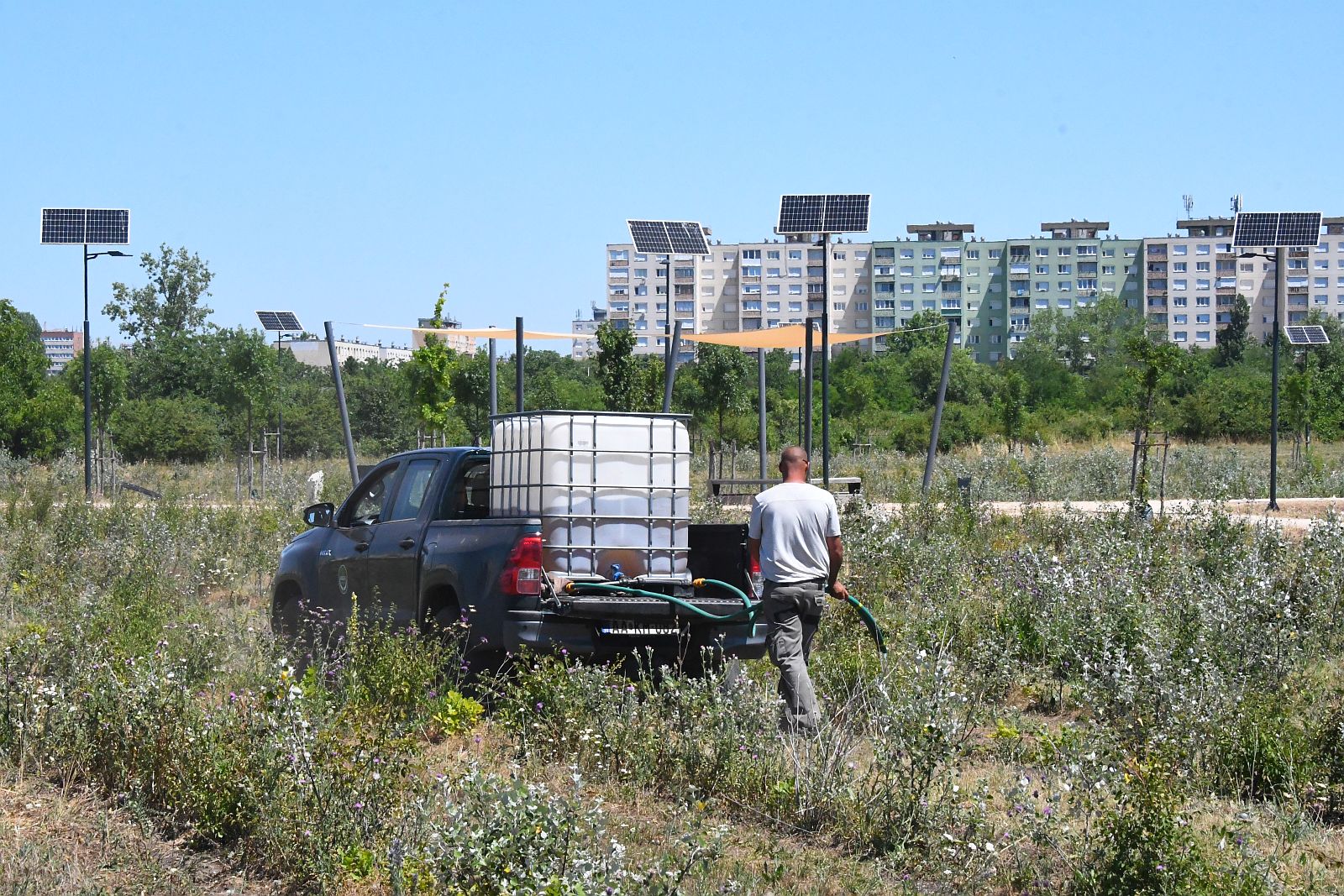 A fiatal szoliterfák mellett a fiatal fehérvári erdőket is öntözik a melegben